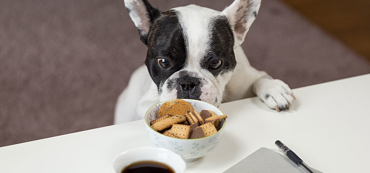 Which people foods are safe for dogs?